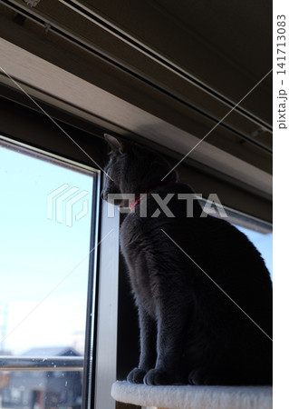 家でくつろぐロシアンブルー 家でくつろぐロシアンブルー 141713083