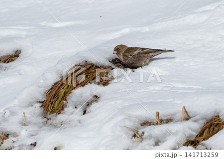 雪原の斜面に集まる冬鳥ハギマシコの群れ：厳しい冬を生き抜く愛らしくて美しい野鳥たち 141713259
