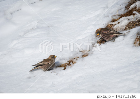 雪原の斜面に集まる冬鳥ハギマシコの群れ:厳しい冬を生き抜く愛らしくて美しい野鳥たち 雪原の斜面に集まる冬鳥ハギマシコの群れ:厳しい冬を生き抜く愛らしくて美しい野鳥たち 141713260