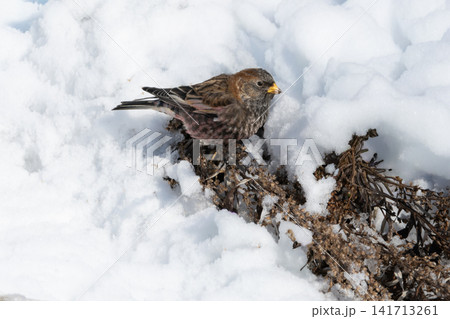 雪原の斜面に集まる冬鳥ハギマシコの群れ:厳しい冬を生き抜く愛らしくて美しい野鳥たち 雪原の斜面に集まる冬鳥ハギマシコの群れ:厳しい冬を生き抜く愛らしくて美しい野鳥たち 141713261
