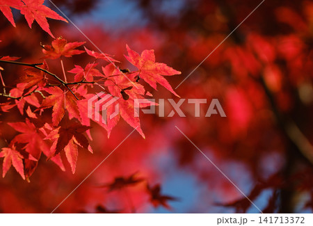穏やかな陽射しに映える鮮やかな紅葉 穏やかな陽射しに映える鮮やかな紅葉 141713372