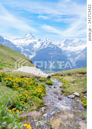Scenic view of Swiss Alps with colorful wildflower meadow at Grindelwald First, Switzerland. Beautiful landscape in Jungfrau Region. famous Europe summer hiking trail and travel destination Scenic view of Swiss Alps with colorful wildflower meadow at Grindelwald First, Switzerland. Beautiful landscape in Jungfrau Region. famous Europe summer hiking trail and travel destination 141713422