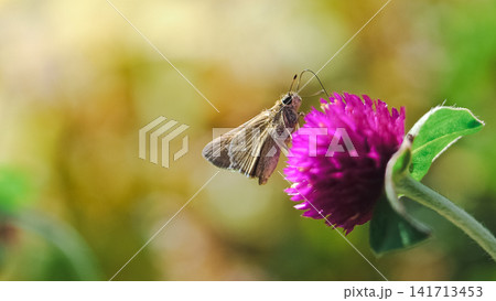 センニチコウの蜜を吸うチャバネセセリ センニチコウの蜜を吸うチャバネセセリ 141713453