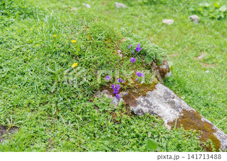 Scenic landscape of Oeschinensee or turquoise Oeschinen Lake in summer under blue sky with wildflowers and Stunning Swiss Alps. Spectacular green meadow hiking trail view, Kandersteg, Switzerland Scenic landscape of Oeschinensee or turquoise Oeschinen Lake in summer under blue sky with wildflowers and Stunning Swiss Alps. Spectacular green meadow hiking trail view, Kandersteg, Switzerland 141713488
