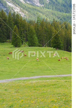 Panorama view of alpine cows grazing and hiking trail path on green meadow trail under misty Swiss Alps in summer. Beautiful scenery of Oeschinensee or Oeschinen Lake, Kandersteg, Switzerland Panorama view of alpine cows grazing and hiking trail path on green meadow trail under misty Swiss Alps in summer. Beautiful scenery of Oeschinensee or Oeschinen Lake, Kandersteg, Switzerland 141713496