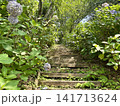 山頂へ続く紫陽花の階段風景 141713624
