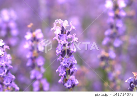 ラベンダー畑でラベンダーの花 ラベンダー畑でラベンダーの花 141714078