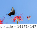 彼岸花とクロアゲハ 141714147
