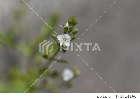 カワヂシャの花 カワヂシャの花 141714166
