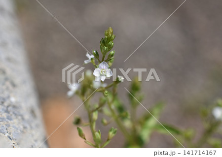 カワヂシャの花 カワヂシャの花 141714167