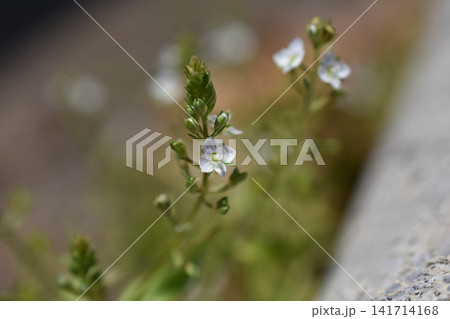 カワヂシャの花 カワヂシャの花 141714168