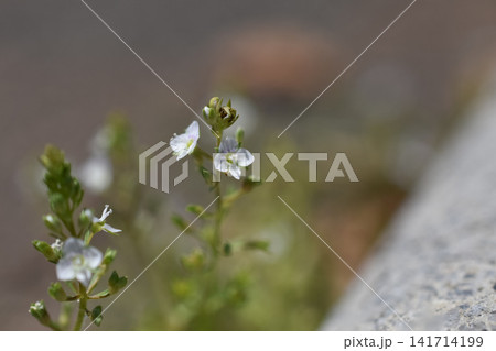 カワヂシャの花 カワヂシャの花 141714199