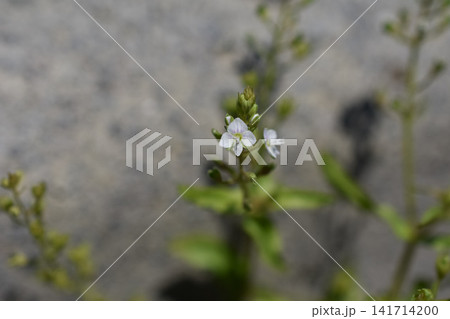 カワヂシャの花 カワヂシャの花 141714200