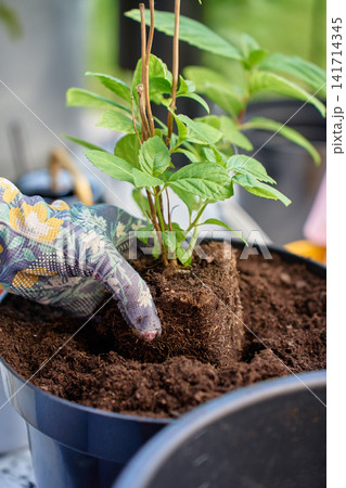 Hand in gloves placing plant root ball in pot Hand in gloves placing plant root ball in pot 141714345