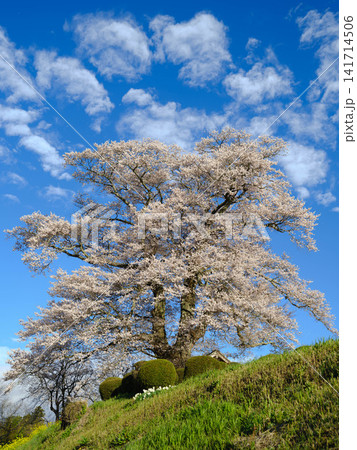 【福島の桜】七早木の天神桜_01 141714506