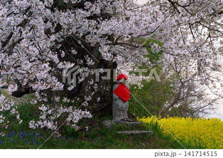 【福島の桜】日向の人待地蔵桜_01 【福島の桜】日向の人待地蔵桜_01 141714515