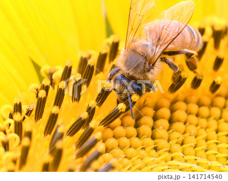 ひまわりの蜜を集めるミツバチ ひまわりの蜜を集めるミツバチ 141714540