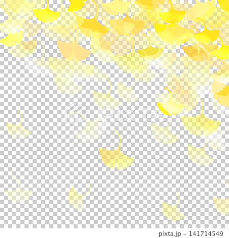 Yellow ginkgo biloba leaves Yellow ginkgo biloba leaves 141714549