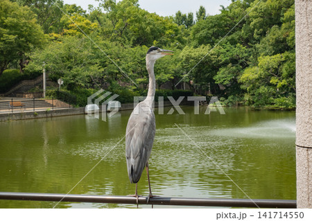 アオサギ（天王寺公園） 141714550