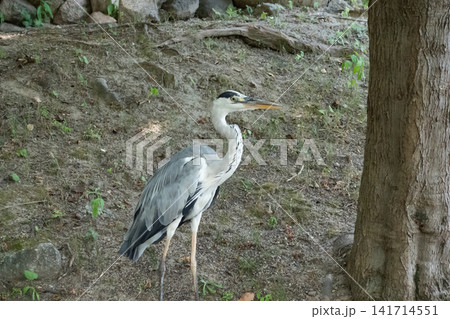 アオサギ(天王寺公園) アオサギ(天王寺公園) 141714551
