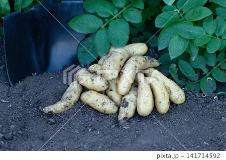 Heap of banana potatoes on the ground in the garden and a shovel. Heap of banana potatoes on the ground in the garden and a shovel. 141714592