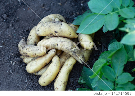 Heap of banana potatoes on the ground in the garden, top view. Heap of banana potatoes on the ground in the garden, top view. 141714593