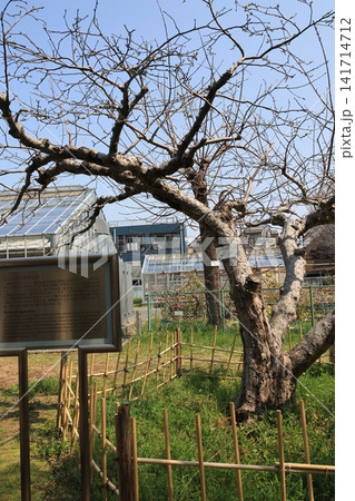 東京都文京区の小石川植物園のニュートンのリンゴの木 141714712