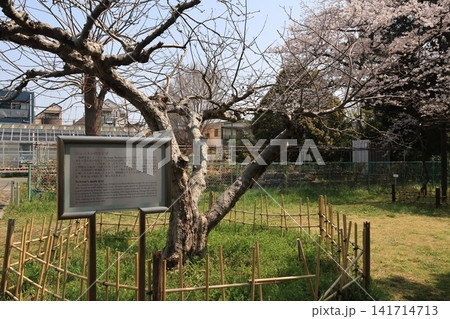 東京都文京区の小石川植物園のニュートンのリンゴの木 141714713