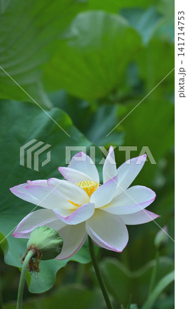 朝露をまとった白いハスの花 夏の自然風景 朝露をまとった白いハスの花 夏の自然風景 141714753