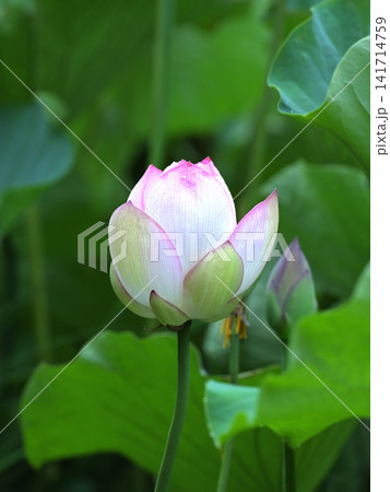 開花前のハスのつぼみ 夏の蓮池の風景 開花前のハスのつぼみ 夏の蓮池の風景 141714759
