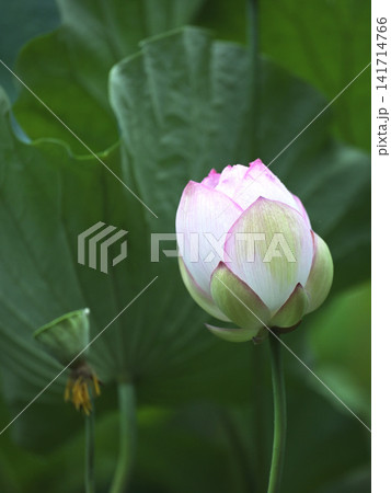 開花前のハスのつぼみ 夏の蓮池の風景 開花前のハスのつぼみ 夏の蓮池の風景 141714766