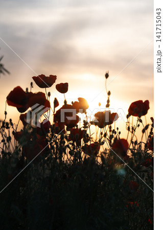 Silhouetted Poppy Flowers Moving in Wind Against Glowing Sunset Sky. Silhouetted Poppy Flowers Moving in Wind Against Glowing Sunset Sky. 141715043