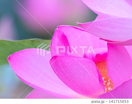 美しい蓮の花 美しい蓮の花 141715053