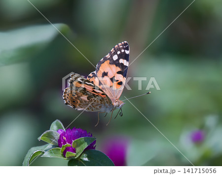 花の蜜を吸うヒメアカタテハ 花の蜜を吸うヒメアカタテハ 141715056