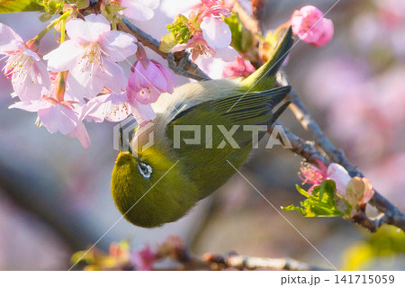 桜と戯れるメジロ 桜と戯れるメジロ 141715059