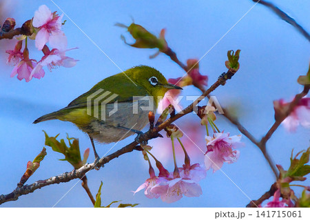 桜の蜜を吸うメジロ 桜の蜜を吸うメジロ 141715061