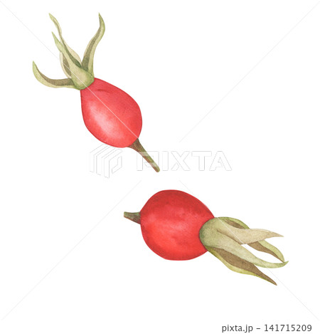 Watercolor rose hip fruit isolated on white Watercolor rose hip fruit isolated on white 141715209