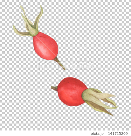 Watercolor rose hip fruit isolated on white Watercolor rose hip fruit isolated on white 141715209