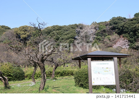 小石川植物園日本庭園f梅林の風景 小石川植物園日本庭園f梅林の風景 141715441