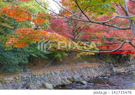 修善寺の紅葉 桂橋付近 桂川 修善寺の紅葉 桂橋付近 桂川 141715476