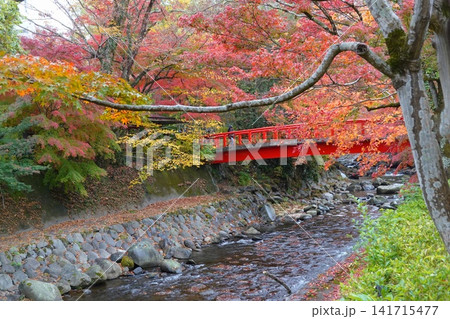修善寺の紅葉 桂橋付近 桂川 修善寺の紅葉 桂橋付近 桂川 141715477
