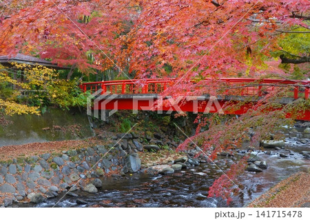 修善寺の紅葉 桂橋付近 桂川 修善寺の紅葉 桂橋付近 桂川 141715478