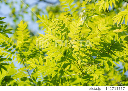 新緑季節の森 木の葉が日差しに輝く61 新緑季節の森 木の葉が日差しに輝く61 141715557