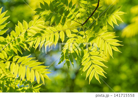 新緑季節の森 木の葉が日差しに輝く62 新緑季節の森 木の葉が日差しに輝く62 141715558