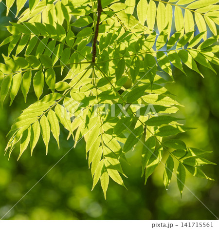 新緑季節の森 木の葉が日差しに輝く65 新緑季節の森 木の葉が日差しに輝く65 141715561