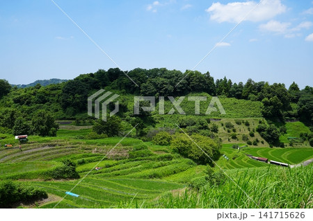 大阪 千早赤阪 下赤阪の棚田(北西方向、夏) 大阪 千早赤阪 下赤阪の棚田(北西方向、夏) 141715626