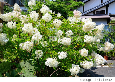 大阪 富田林市 寺内町 ノリウツギ(市場筋 夏) 大阪 富田林市 寺内町 ノリウツギ(市場筋 夏) 141715632