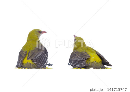 two Young Eurasian Golden Oriole (Oriolus oriolus) isolated on a white background two Young Eurasian Golden Oriole (Oriolus oriolus) isolated on a white background 141715747