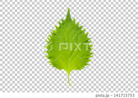 A PNG image of a single fresh shiso leaf, cut out from a top-down view. A PNG image of a single fresh shiso leaf, cut out from a top-down view. 141715753