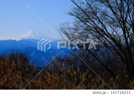 【神奈川県】陣場山から望む冬の富士山と木立 【神奈川県】陣場山から望む冬の富士山と木立 141716213